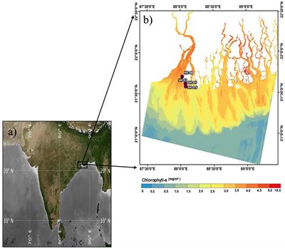 Estimation of Chlorophyll-a in Northern Coastal Bay of Bengal Using Landsat-8 OLI and Sentinel-2 MSI Sensors